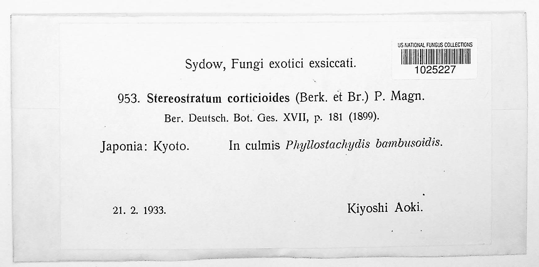 Stereostratum corticioides